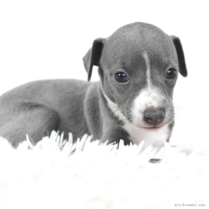 ID:2507-01234の子犬