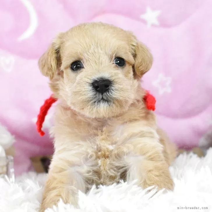 クララ 様のお迎えした子犬