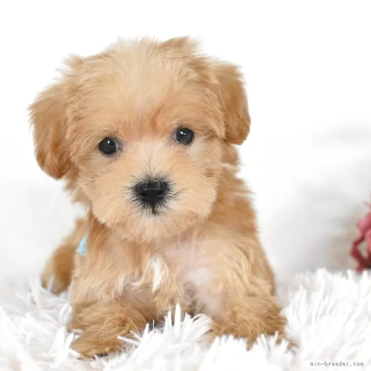 ID：2504-03504の子犬