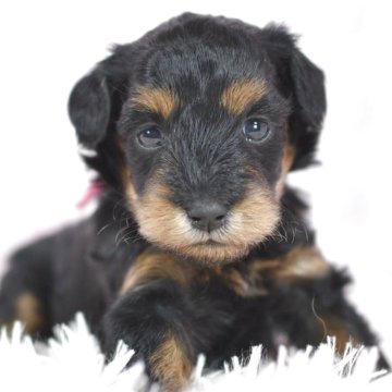 シュナプー(トイプードル×ミニチュアシュナウザー)【茨城県・女の子・2025年10月19日・ブラック&タン】の写真「次女。ピンりぼんちゃん。マロまゆが可愛いシュナプー」