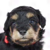 シュナプー(トイプードル×ミニチュアシュナウザー)