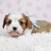 キャバリア【茨城県・男の子・2025年6月28日・ブレンハイム】の写真5