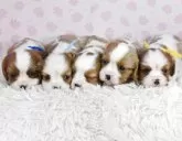 キャバリア【茨城県・男の子・2025年6月28日・ブレンハイム】の写真9