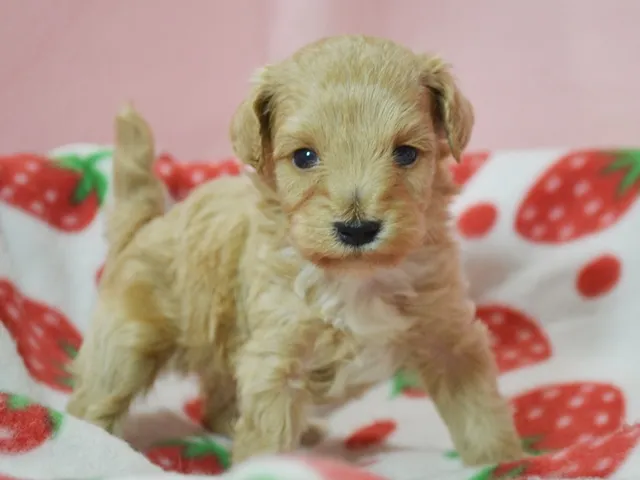 ID:1608-01040の子犬