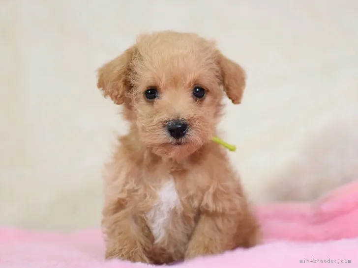 ID:1903-00368の子犬