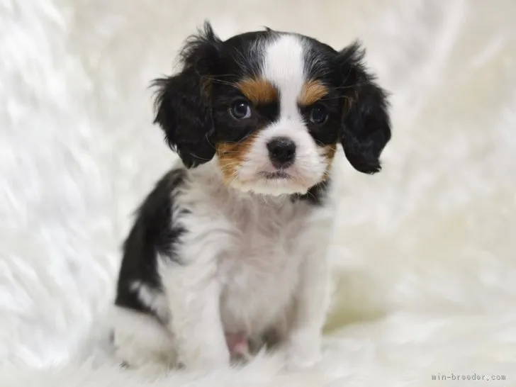 ID：1802-01599の子犬