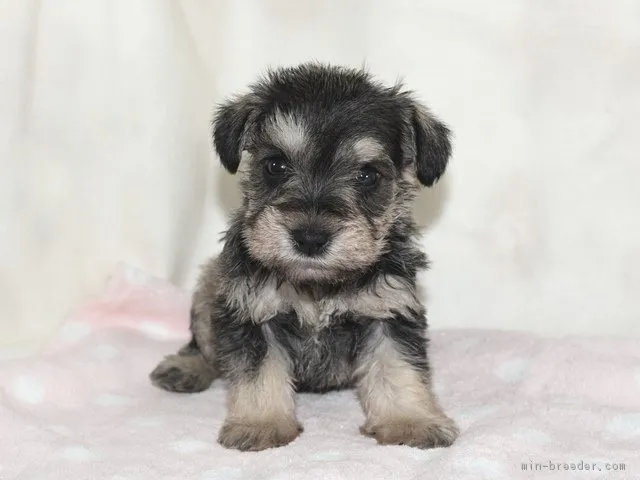 ID:1812-02616の子犬
