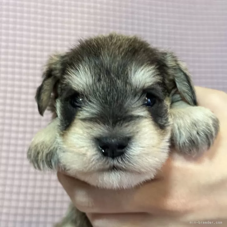 ID：2403-05920の子犬