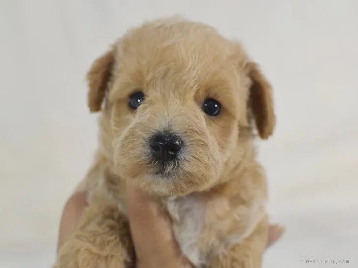 ID:1909-01579の子犬