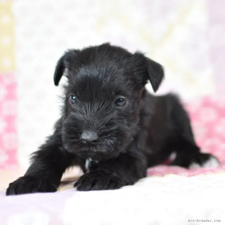 ID：2303-03772の子犬