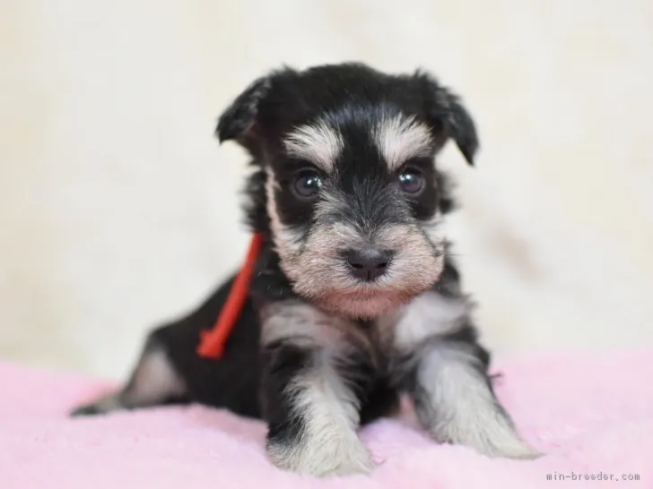 ID:1810-00586の子犬