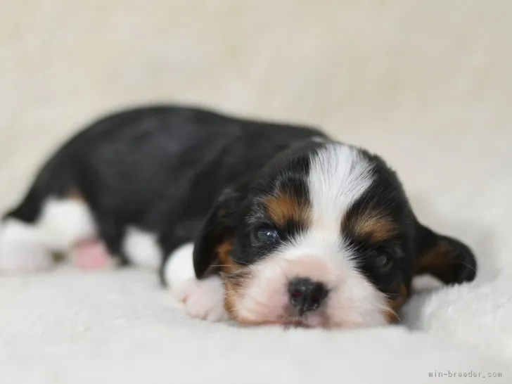 ID:1807-02891の子犬