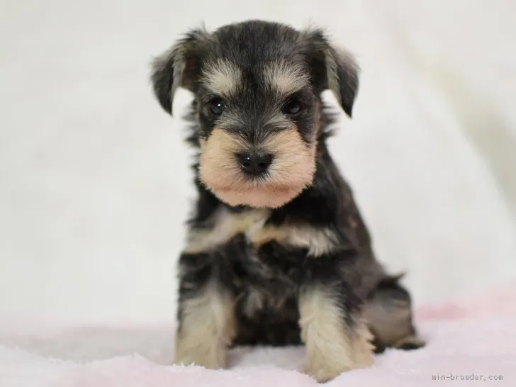 ID:1908-00445の子犬