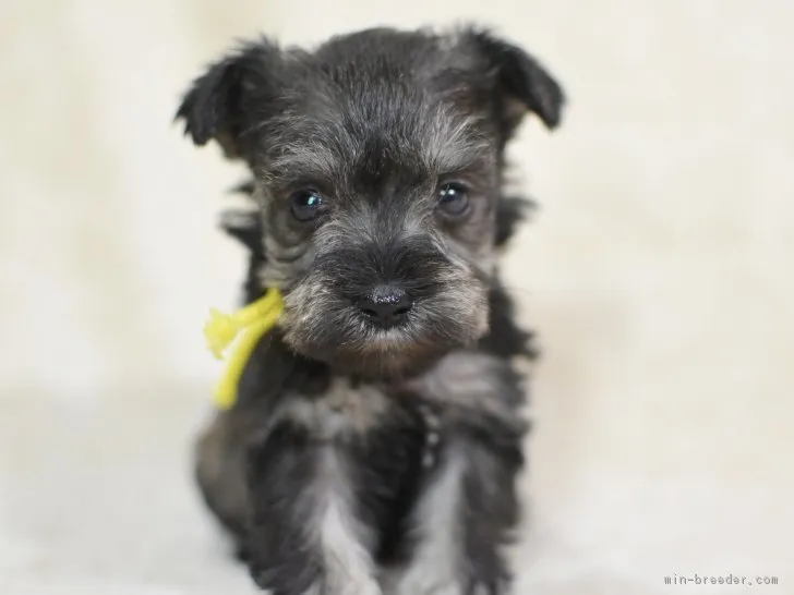 ID：1902-02868の子犬