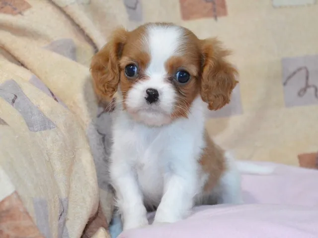 ID：1608-02042の子犬