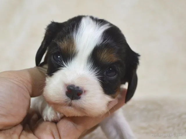 ID：1701-00487の子犬