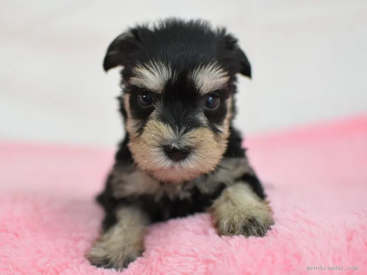 ID：1905-01816の子犬