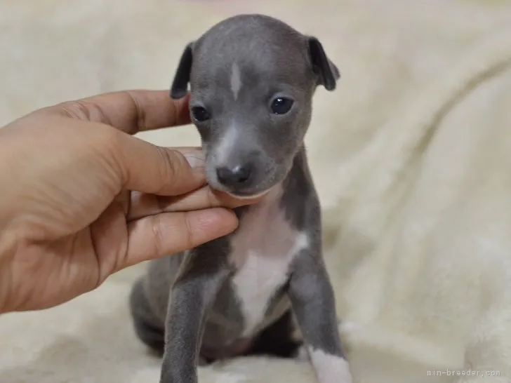 ID:1709-02650の子犬