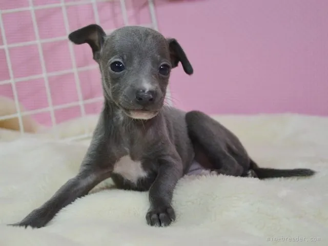 ID：1603-00941の子犬