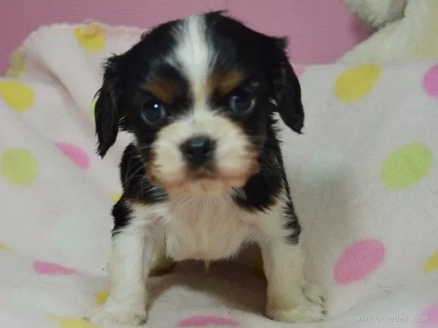 ID：1512-01207の子犬