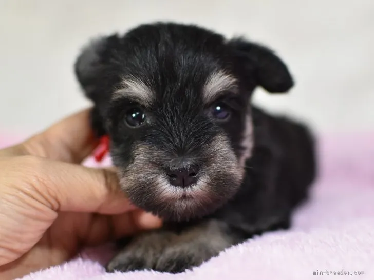 ID:1905-01205の子犬
