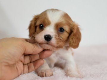 キャバリア【茨城県・男の子・2019年11月15日・ブレンハイム】の写真「可愛いお顔の男の子です。」