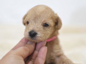 シュナプー(MシュナウザーxTプードル)【茨城県・女の子・2021年4月25日・アプリコット】の写真「両親とも毛の抜けない犬種。ピンクリボンちゃん。」