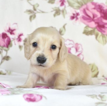 ミニチュアダックスフンド(ロング)【茨城県・男の子・2023年9月16日・イエロー】の写真「しっかりした体格です。」