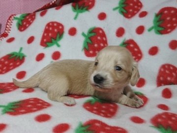 ミニチュアダックスフンド(ロング)【茨城県・女の子・2017年4月22日・ゴールド】の写真「健康診断書付き。」