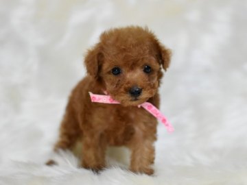 トイプードル(タイニー)【茨城県・女の子・2019年12月30日・レッド】の写真「お目目クリクリです。健康診断書付。両親PRAクリア」