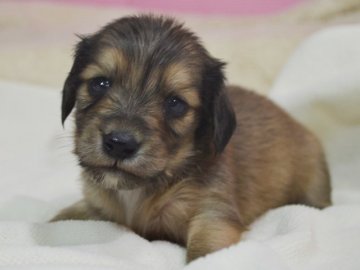 ミニチュアダックスフンド(ロング)【茨城県・男の子・2015年11月23日・レッド】の写真「お目目の大きな可愛いお顔です。」