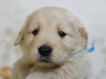 ゴールデンレトリバー【茨城県・男の子・2020年1月7日・ゴールド】の写真「イケメンくん。水色りぼんくん」