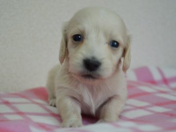 ミニチュアダックスフンド(ロング)【茨城県・男の子・2016年2月5日・クリーム】の写真「綺麗なクリーム色です。」