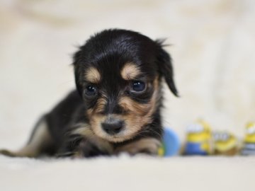 ミニチュアダックスフンド(ロング)【茨城県・女の子・2019年1月16日・ブラック&タン】の写真「とても小さな女の子。PRA発症なし。健康診断書付。」