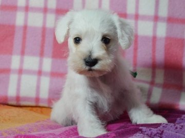 ミニチュアシュナウザー【茨城県・男の子・2015年2月25日・ホワイト】の写真「食いしん坊さんです」