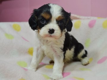 キャバリア【茨城県・男の子・2015年11月11日・トライ】の写真「可愛いお顔です」