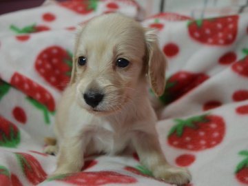 ミニチュアダックスフンド(ロング)【茨城県・男の子・2016年8月19日・クリーム】の写真「」