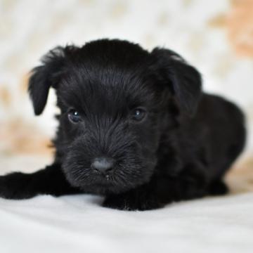 ミニチュアシュナウザー【茨城県・女の子・2022年9月22日・ブラック】の写真「離乳食もりもり食べだしました。健康診断書付き。」