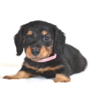 ミニチュアダックスフンド(ロング)【茨城県・女の子・2024年5月9日・ブラック&タン】の写真「ママはカニンヘン。両親遺伝子検査クリア。」