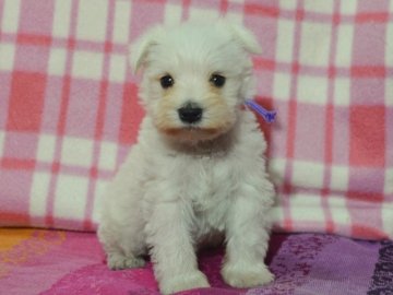 ミニチュアシュナウザー【茨城県・男の子・2015年2月25日・ホワイト】の写真「小ぶりな男の子です。」