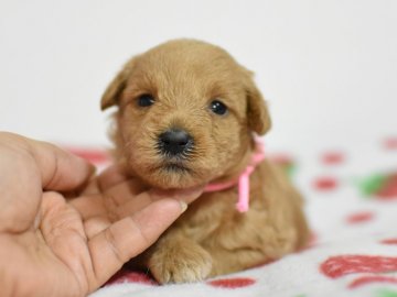 シュナプー(MシュナウザーxTプードル)【茨城県・女の子・2020年10月27日・アプリコット】の写真「両親とも毛の抜けない犬種。むちむちピンクちゃん。」