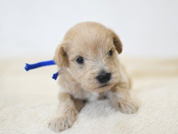 シュナプー(MシュナウザーxTプードル)【茨城県・男の子・2021年4月25日・クリーム～アプリコット】の写真「両親とも毛の抜けない犬種。ブルーリボンくん。」