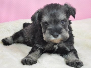 ミニチュアシュナウザー【茨城県・男の子・2015年10月15日・ソルト&ペッパー】の写真「Ｂくん」