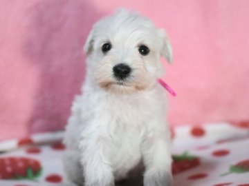 ミニチュアシュナウザー【茨城県・女の子・2019年11月23日・ホワイト】の写真「順調に成長中です。ピンクリボンちゃん。」