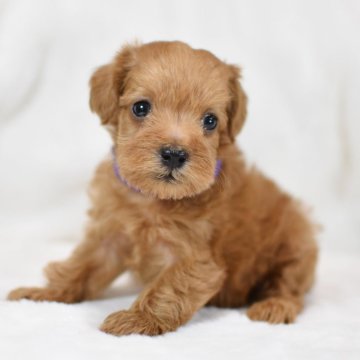 シュナプー(トイプードル×ミニチュアシュナウザー)【茨城県・男の子・2023年12月1日・クリーム～アプリコット】の写真「スクスク順調に育っています。両親遺伝子検査済み。」