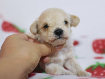 シュナプー(MシュナウザーxTプードル)【茨城県・男の子・2020年10月27日・クリーム】の写真「両親とも毛の抜けない犬種。おチビの緑リボンくん。」