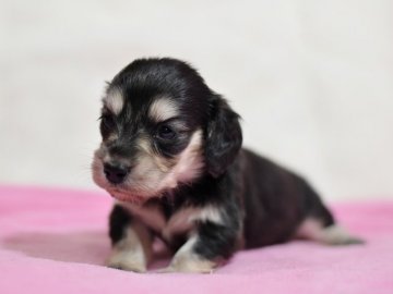 ミニチュアダックスフンド(ロング)【茨城県・女の子・2018年6月20日・ブラック&イエロー】の写真「PRA,CL,骨異形成症発症しません。健康診断書付」