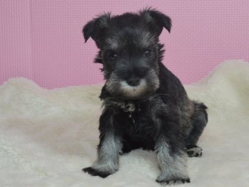 ミニチュアシュナウザー【茨城県・女の子・2015年10月15日・ソルト&ペッパー】の写真「Ｂちゃん」