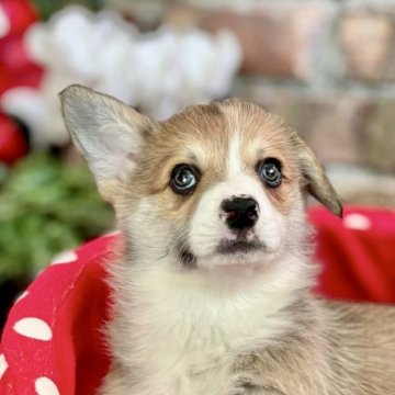 ウェルシュ・コーギー・ペンブローク【熊本県・女の子・2025年10月25日・レッド&ホワイト】の写真「お顔の可愛いコーギーちゃん　優良血統です💗」