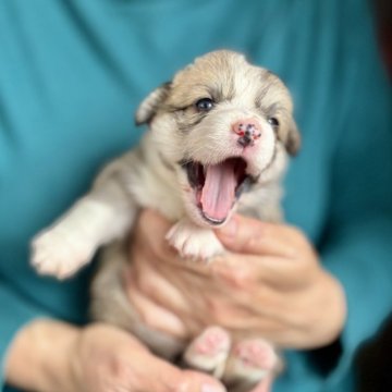 ウェルシュ・コーギー・ペンブローク【熊本県・女の子・2025年10月25日・レッド&ホワイト】の写真「お顔の可愛いコーギーちゃん　優良血統です💗」